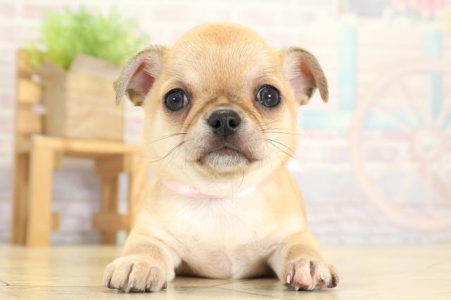 静岡県のチワワ(スムース) (Coo&RIKU沼津店/2025年9月23日生まれ/女の子/レッド)の子犬の1枚目の画像