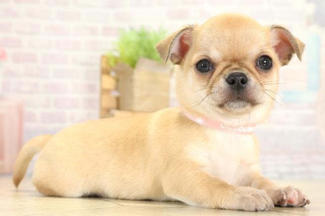 静岡県のチワワ(スムース) (Coo&RIKU沼津店/2025年9月23日生まれ/女の子/レッド)の子犬の2枚目の画像