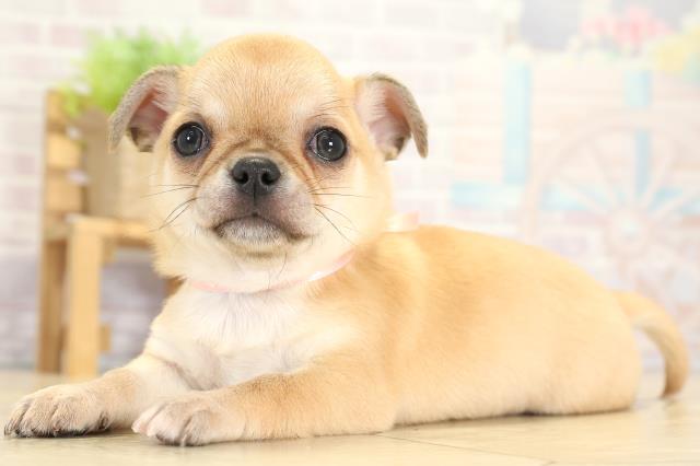 静岡県のチワワ(スムース) (Coo&RIKU沼津店/2025年9月23日生まれ/女の子/レッド)の子犬の3枚目の画像