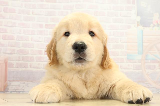 岐阜県のゴールデンレトリバー (Coo&RIKU各務原店/2025年9月24日生まれ/男の子/ゴールデン)の子犬の1枚目の画像