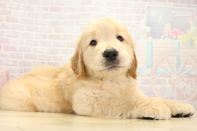 岐阜県のゴールデンレトリバー (Coo&RIKU各務原店/2025年9月24日生まれ/男の子/ゴールデン)の子犬の2枚目の画像