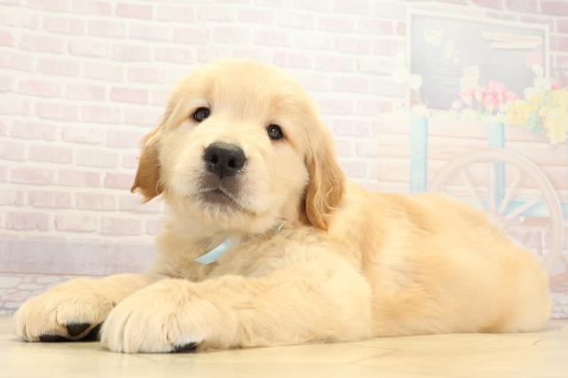 岐阜県のゴールデンレトリバー (Coo&RIKU各務原店/2025年9月24日生まれ/男の子/ゴールデン)の子犬の3枚目の画像