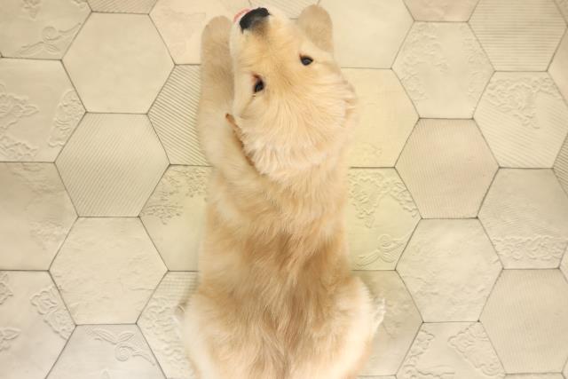 岐阜県のゴールデンレトリバー (Coo&RIKU各務原店/2025年9月24日生まれ/男の子/ゴールデン)の子犬の4枚目の画像