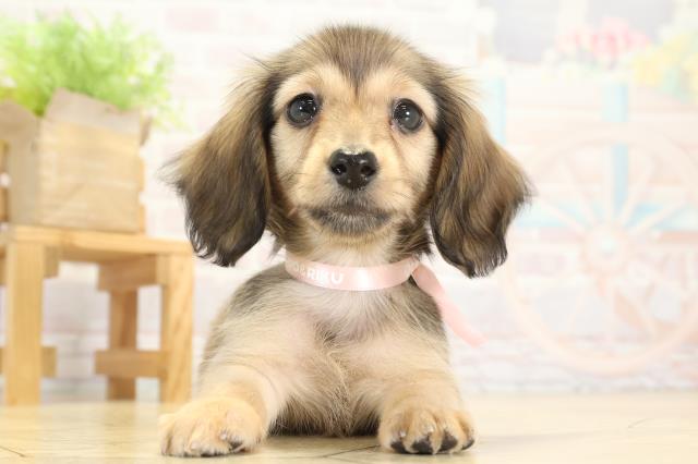 静岡県のミニチュアダックスフンド(ロング) (Coo&RIKU掛川店/2025年9月23日生まれ/女の子/シェーデットレッド)の子犬の1枚目の画像