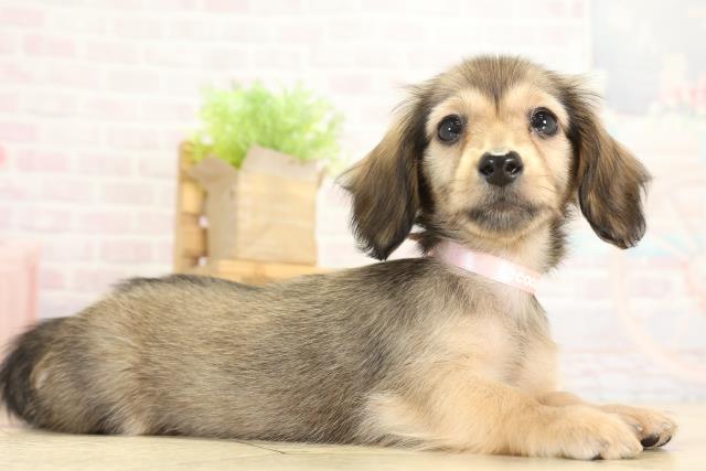 静岡県のミニチュアダックスフンド(ロング) (Coo&RIKU掛川店/2025年9月23日生まれ/女の子/シェーデットレッド)の子犬の2枚目の画像