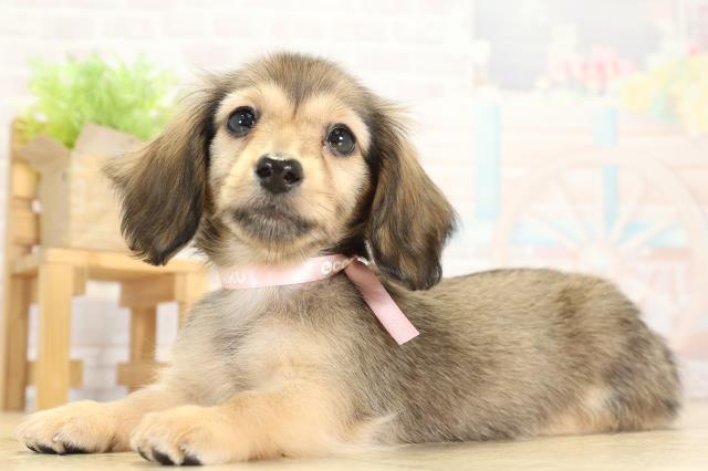 静岡県のミニチュアダックスフンド(ロング) (Coo&RIKU掛川店/2025年9月23日生まれ/女の子/シェーデットレッド)の子犬の3枚目の画像