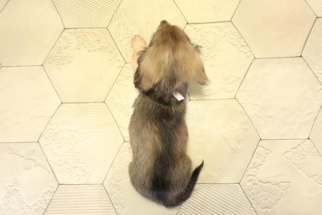 静岡県のミニチュアダックスフンド(ロング) (Coo&RIKU掛川店/2025年9月23日生まれ/女の子/シェーデットレッド)の子犬の4枚目の画像