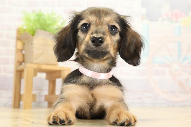 静岡県のミニチュアダックスフンド(ロング) (Coo&RIKU藤枝店/2025年9月23日生まれ/女の子/シェーデットレッド)の子犬の1枚目の画像