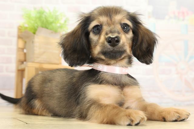 静岡県のミニチュアダックスフンド(ロング) (Coo&RIKU藤枝店/2025年9月23日生まれ/女の子/シェーデットレッド)の子犬の2枚目の画像