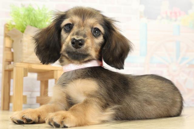 静岡県のミニチュアダックスフンド(ロング) (Coo&RIKU藤枝店/2025年9月23日生まれ/女の子/シェーデットレッド)の子犬の3枚目の画像