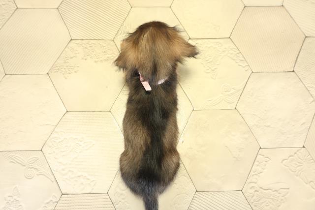 静岡県のミニチュアダックスフンド(ロング) (Coo&RIKU藤枝店/2025年9月23日生まれ/女の子/シェーデットレッド)の子犬の4枚目の画像