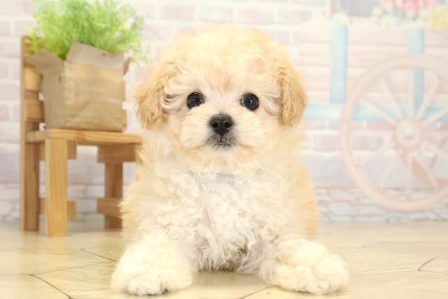 静岡県のトイプードル(ティーカップ) (Coo&RIKU静岡SBS通り店/2025年9月22日生まれ/男の子/ペールフォーン)の子犬