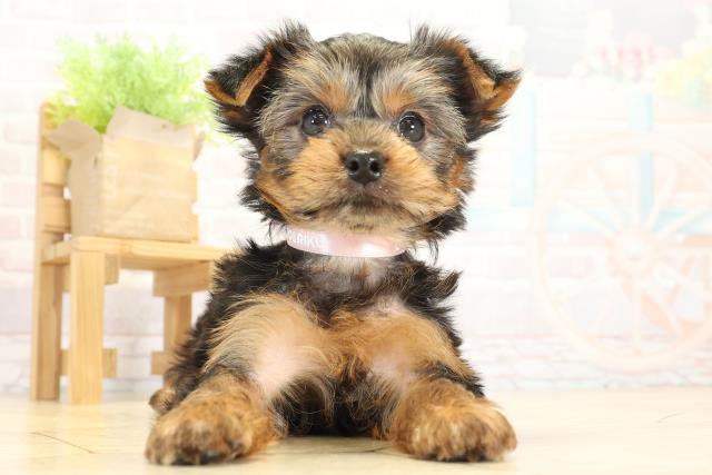 静岡県のヨークシャーテリア (Coo&RIKU掛川店/2025年9月22日生まれ/女の子/スチールブルータン)の子犬の1枚目の画像