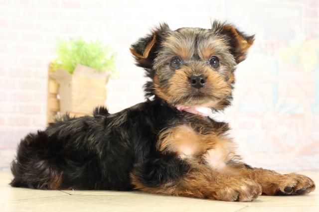 静岡県のヨークシャーテリア (Coo&RIKU掛川店/2025年9月22日生まれ/女の子/スチールブルータン)の子犬の2枚目の画像