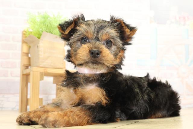 静岡県のヨークシャーテリア (Coo&RIKU掛川店/2025年9月22日生まれ/女の子/スチールブルータン)の子犬の3枚目の画像