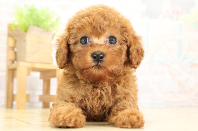 岐阜県のトイプードル(トイ) (Coo&RIKU岐阜店/2025年9月24日生まれ/男の子/レッド)の子犬