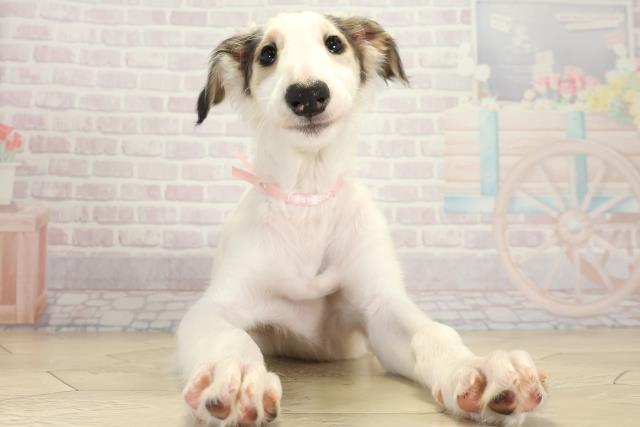 千葉県のボルゾイ (Coo&RIKUアクロスモール新鎌ケ谷店/2025年9月22日生まれ/女の子/ホワイトブラックタン)の子犬の1枚目の画像