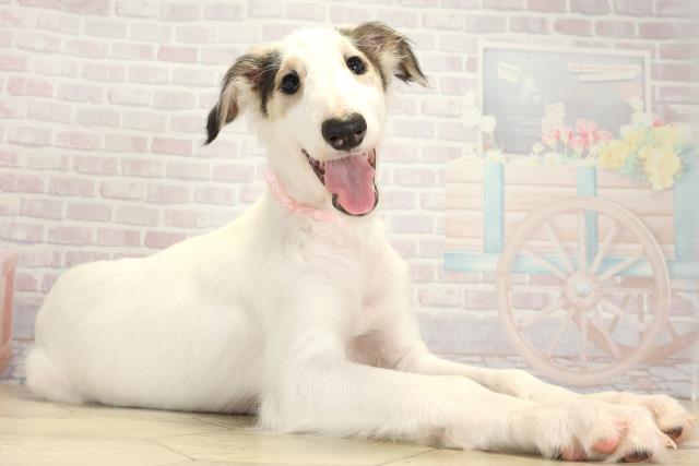 千葉県のボルゾイ (Coo&RIKUアクロスモール新鎌ケ谷店/2025年9月22日生まれ/女の子/ホワイトブラックタン)の子犬の2枚目の画像