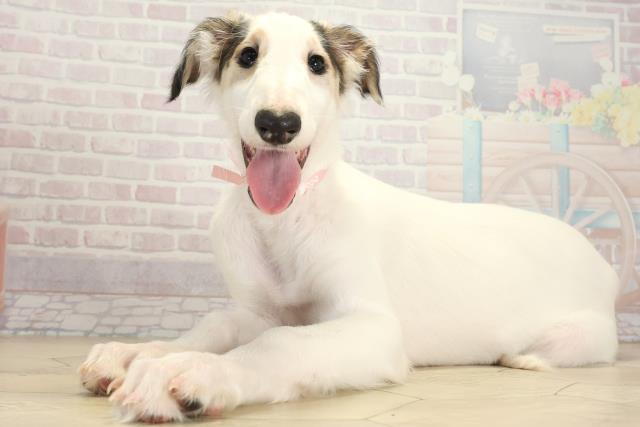 千葉県のボルゾイ (Coo&RIKUアクロスモール新鎌ケ谷店/2025年9月22日生まれ/女の子/ホワイトブラックタン)の子犬の3枚目の画像