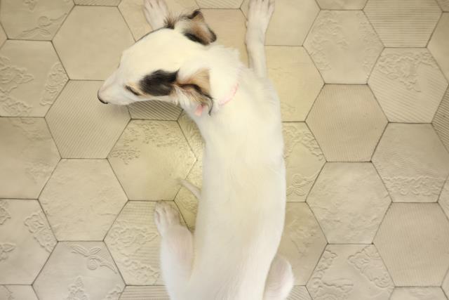 千葉県のボルゾイ (Coo&RIKUアクロスモール新鎌ケ谷店/2025年9月22日生まれ/女の子/ホワイトブラックタン)の子犬の4枚目の画像