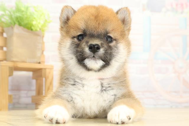 静岡県の柴犬(標準サイズ) (Coo&RIKU浜松店/2025年9月23日生まれ/女の子/赤)の子犬の1枚目の画像