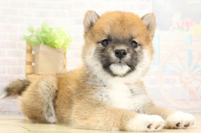 静岡県の柴犬(標準サイズ) (Coo&RIKU浜松店/2025年9月23日生まれ/女の子/赤)の子犬の2枚目の画像