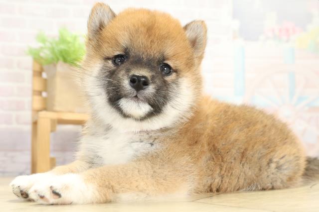 静岡県の柴犬(標準サイズ) (Coo&RIKU浜松店/2025年9月23日生まれ/女の子/赤)の子犬の3枚目の画像