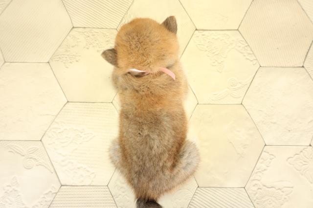 静岡県の柴犬(標準サイズ) (Coo&RIKU浜松店/2025年9月23日生まれ/女の子/赤)の子犬の4枚目の画像