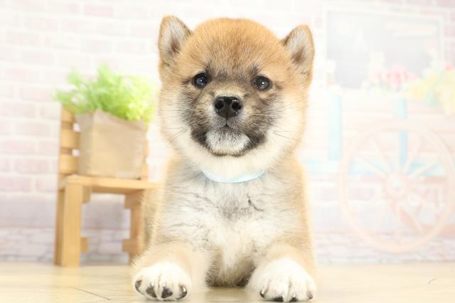 愛知県の柴犬(標準サイズ) (Coo&RIKU東海一宮店/2025年9月23日生まれ/男の子/赤)の子犬