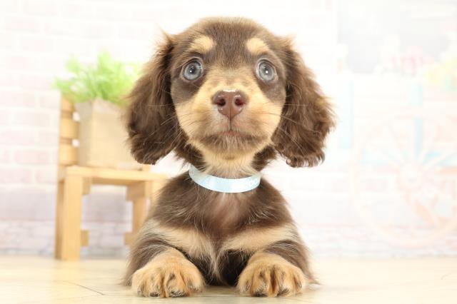 愛知県のミニチュアダックスフンド(ロング) (Coo&RIKU春日井店/2025年9月23日生まれ/男の子/チョコレートタン)の子犬