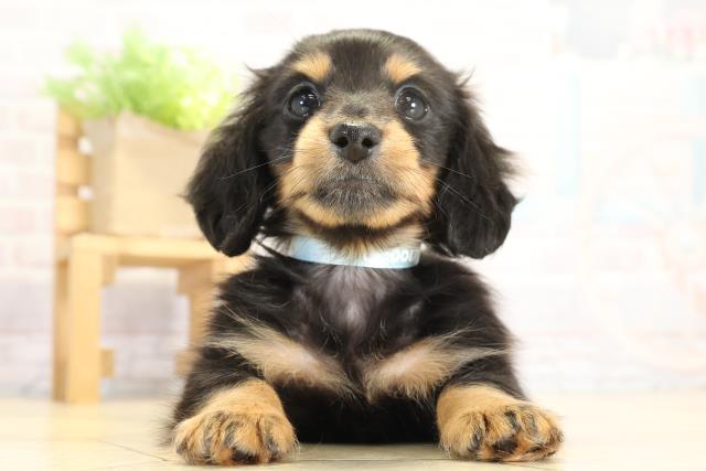 岐阜県のミニチュアダックスフンド(ロング) (Coo&RIKU岐阜店/2025年9月23日生まれ/男の子/ブラックタン)の子犬