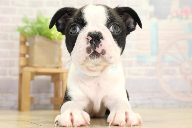 愛知県のボストンテリア (Coo&RIKU東海一宮店/2025年9月23日生まれ/男の子/ボストンカラー)の子犬