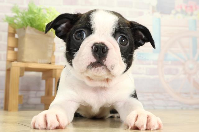 岐阜県のボストンテリア (Coo&RIKU各務原店/2025年9月23日生まれ/男の子/ボストンカラー)の子犬の1枚目の画像