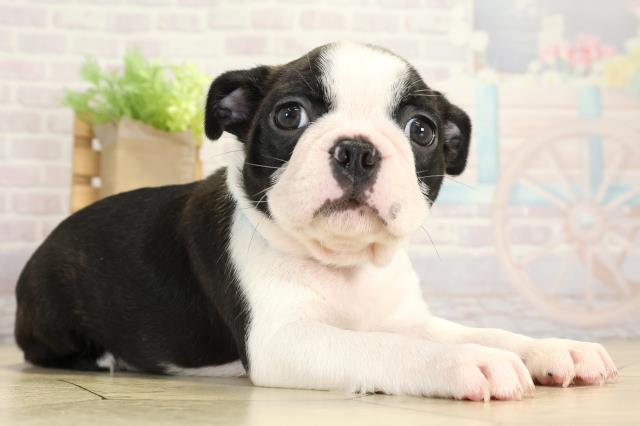 岐阜県のボストンテリア (Coo&RIKU各務原店/2025年9月23日生まれ/男の子/ボストンカラー)の子犬の2枚目の画像