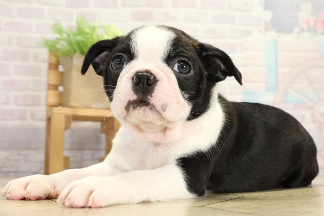 岐阜県のボストンテリア (Coo&RIKU各務原店/2025年9月23日生まれ/男の子/ボストンカラー)の子犬の3枚目の画像