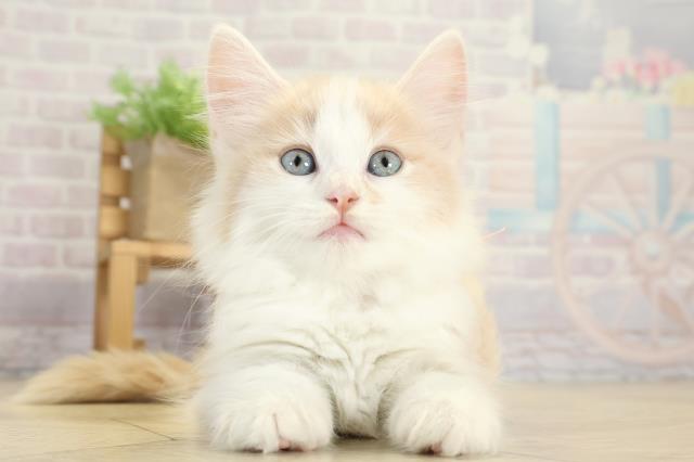 愛知県のノルウェージャンフォレストキャット (Coo&RIKU春日井店/2025年9月23日生まれ/女の子/クリームタビーホワイト)の子猫の1枚目の画像