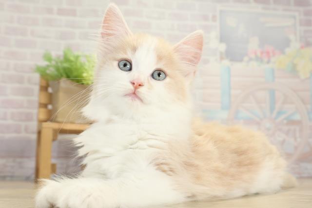 愛知県のノルウェージャンフォレストキャット (Coo&RIKU春日井店/2025年9月23日生まれ/女の子/クリームタビーホワイト)の子猫の3枚目の画像