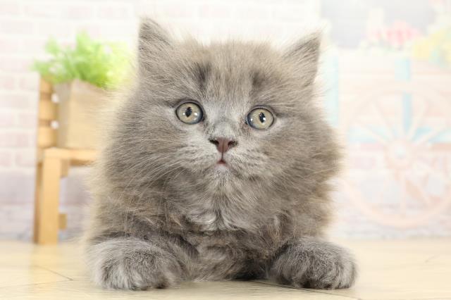 静岡県のブリティッシュロングヘアー (Coo&RIKU浜松店/2025年9月24日生まれ/男の子/ブルー)の子猫の1枚目の画像