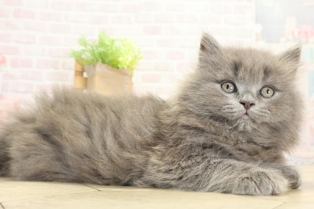 静岡県のブリティッシュロングヘアー (Coo&RIKU浜松店/2025年9月24日生まれ/男の子/ブルー)の子猫の2枚目の画像