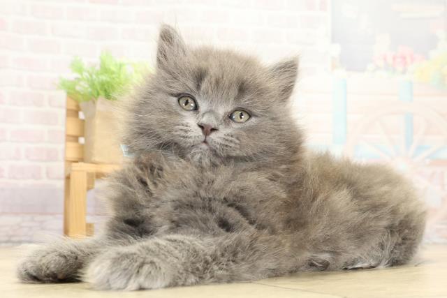 静岡県のブリティッシュロングヘアー (Coo&RIKU浜松店/2025年9月24日生まれ/男の子/ブルー)の子猫の3枚目の画像