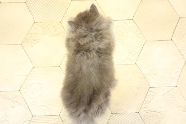静岡県のブリティッシュロングヘアー (Coo&RIKU浜松店/2025年9月24日生まれ/男の子/ブルー)の子猫の4枚目の画像