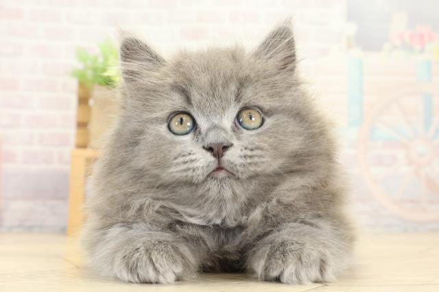 静岡県のブリティッシュロングヘアー (Coo&RIKU沼津店/2025年9月24日生まれ/男の子/ブルー)の子猫の1枚目の画像