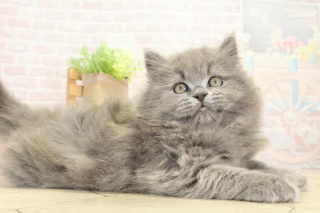 静岡県のブリティッシュロングヘアー (Coo&RIKU沼津店/2025年9月24日生まれ/男の子/ブルー)の子猫の2枚目の画像