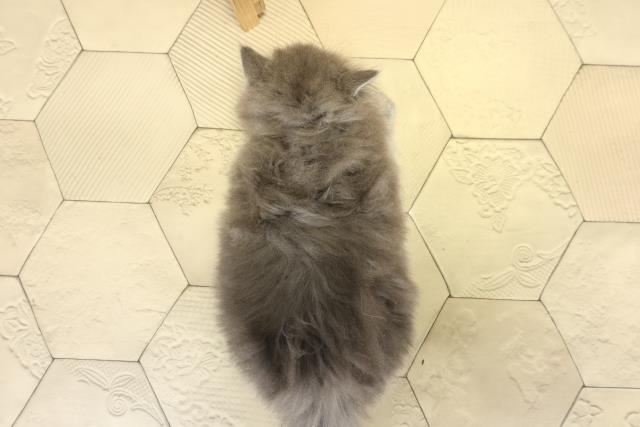 静岡県のブリティッシュロングヘアー (Coo&RIKU沼津店/2025年9月24日生まれ/男の子/ブルー)の子猫の4枚目の画像