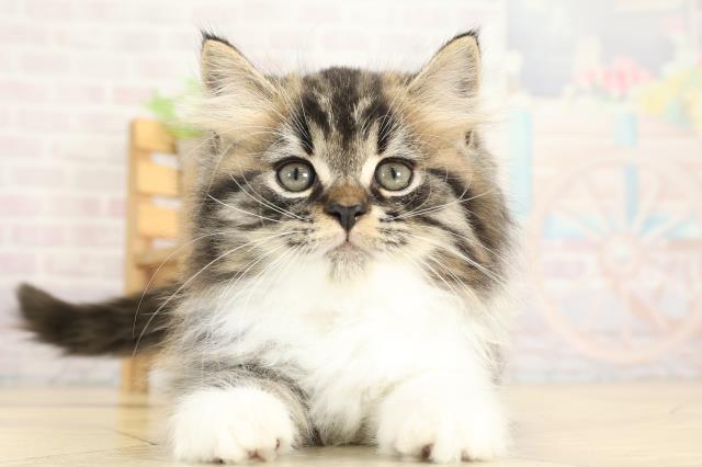 岐阜県のスコティッシュストレート (Coo&RIKU各務原店/2025年9月23日生まれ/男の子/ブラウンマッカレルタビーホワイト)の子猫の1枚目の画像