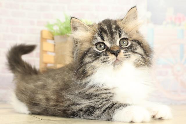 岐阜県のスコティッシュストレート (Coo&RIKU各務原店/2025年9月23日生まれ/男の子/ブラウンマッカレルタビーホワイト)の子猫の2枚目の画像