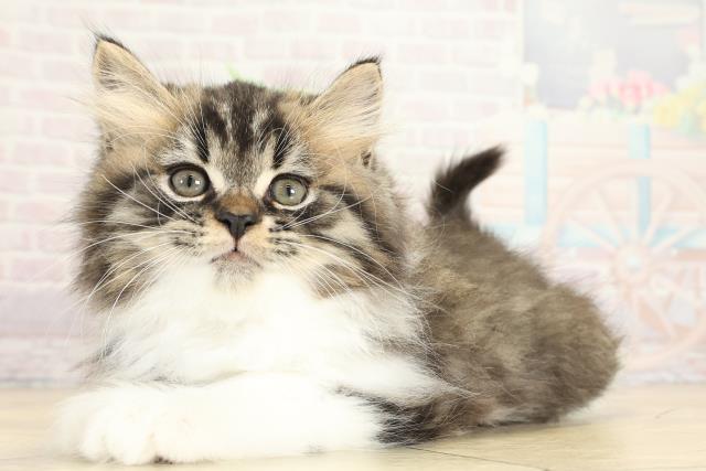 岐阜県のスコティッシュストレート (Coo&RIKU各務原店/2025年9月23日生まれ/男の子/ブラウンマッカレルタビーホワイト)の子猫の3枚目の画像