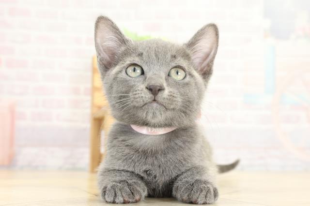 愛知県のロシアンブルー (Coo&RIKU東海一宮店/2025年9月14日生まれ/女の子/ブルー)の子猫