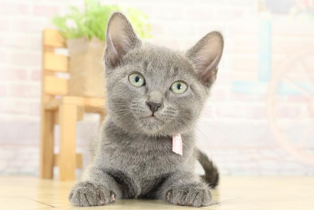 静岡県のロシアンブルー (Coo&RIKU藤枝店/2025年9月14日生まれ/女の子/ブルー)の子猫の1枚目の画像