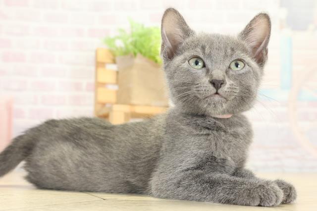 静岡県のロシアンブルー (Coo&RIKU藤枝店/2025年9月14日生まれ/女の子/ブルー)の子猫の2枚目の画像